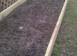 raised bed2small