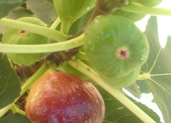ripe figs-small