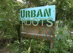 urban roots