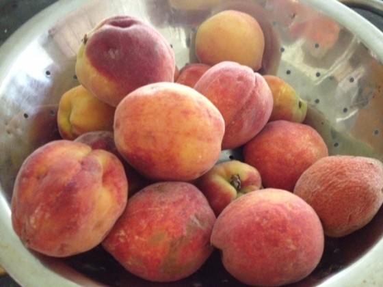 peaches ripe