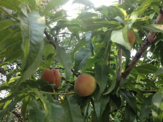 peachs in tree