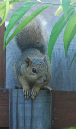 squirell front profile