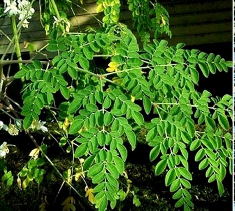 morniga leaves