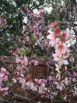 vege garden peach bloom