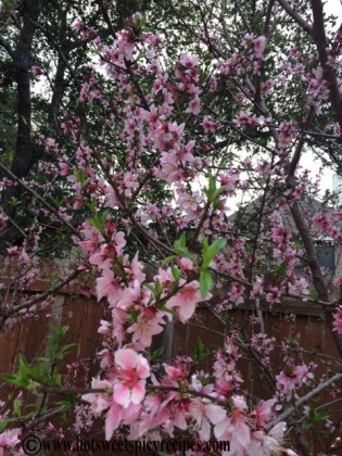 vege garden -peach bloom