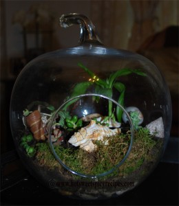 Terrarium- My new Gardening Adventure! | Hot Sweet Spicy Recipes